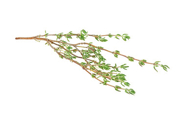 Fototapeta premium Sprig of fresh thyme isolated on a white background