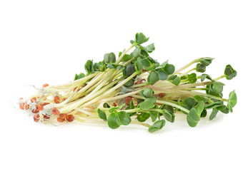 Young sprout microgreen isolated on a white background. Micro baby leaf vegetable of green radish...
