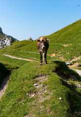 Fototapeta na wymiar Kuh auf dem Rigi