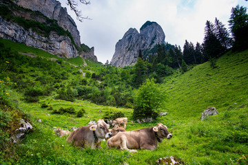 K&uuml;he auf der Wiese in den alpen chilling im Alpstein