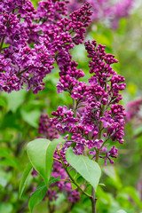 Fototapeta na wymiar Flowers purple lilac on a branch in drops of rain