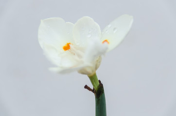 Obraz premium Iris Japanica decorative exotic flower from Orient