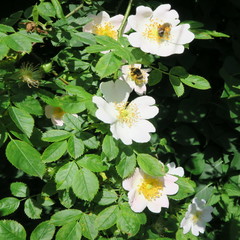 white roses in the summer in the green garden