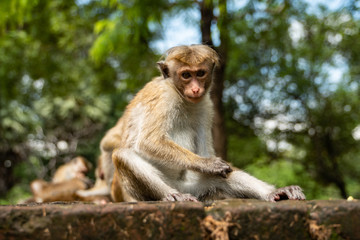 Naklejka na ściany i meble primate monkey in sri lanka sitting on the ground
