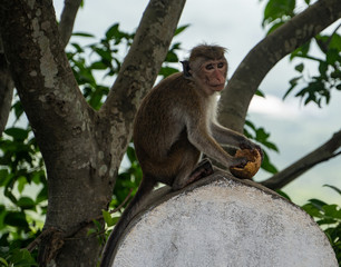 primate monkey in Sri Lanka
