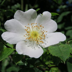 Obraz premium white roses in the summer in the green garden