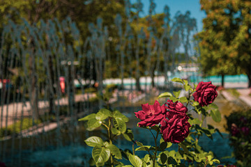 park, ornamental pool flowers and color