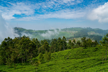blick über die Teefelder in Sri lanka