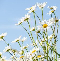 Fototapeta na wymiar Oxeye daisies and blue sky