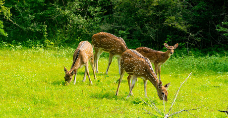 Deers in the Yala national park in Sri Lanka in the green 