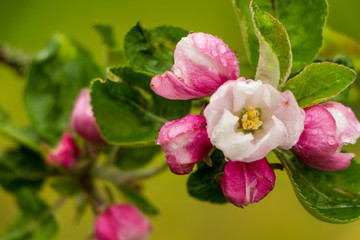A blooming apple tree on the background of lush spring greens.
