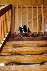 dog poking head out of wooden gate