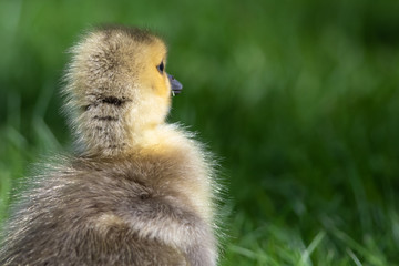 Newborn Gosling Exploring the Fascinating New World