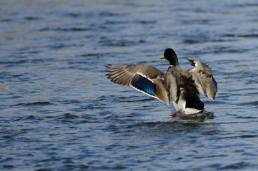 Mallard Duck Landing on the Cool Water