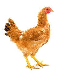 Brown hen isolated.