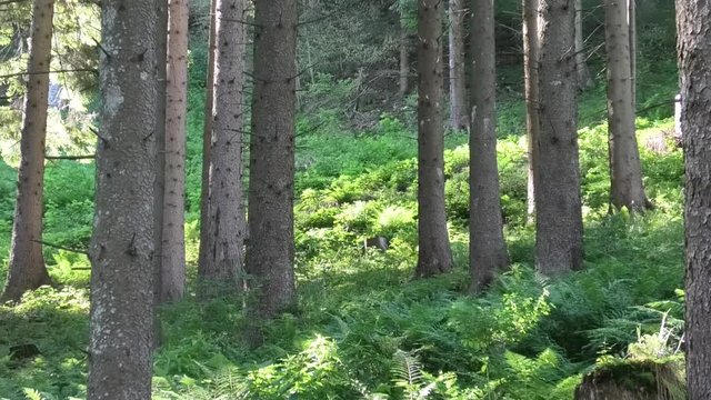 i suoni nel bosco prealpino