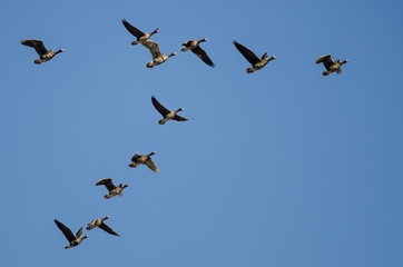 Flock of Greater White-Fronted Geese Flying in a Blue Sky