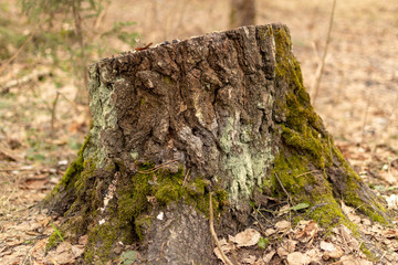 Stump with rough bark and moss