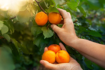 Closeup of the hand of a woman picking apricots from a tree on a fruit farm with a beautiful sun....