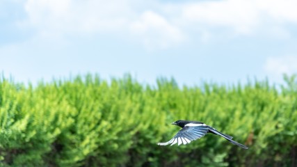 Birds with the green background and blue sky