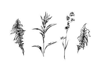 Hand drawn set of weed field herbs. Outline plants painting by ink. Sketch or doodle style botanical vector illustration. Black image on white background.