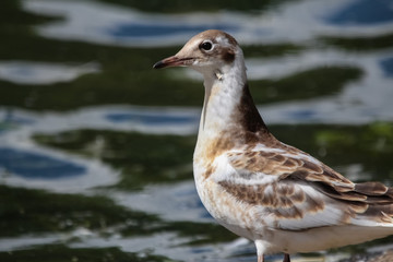 gull