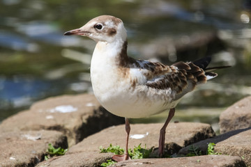 gull