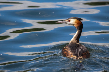 great crested grebe