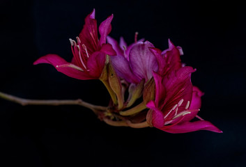 Fototapeta na wymiar Spring pink and purple colored flower on a black background, macro , close up
