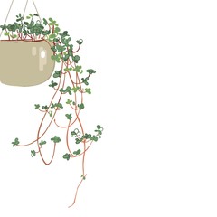  Pilea repens.Suspended plants for home. Plants for decoration with small leaves.Indoor flowers. Hanging Potted Plants.