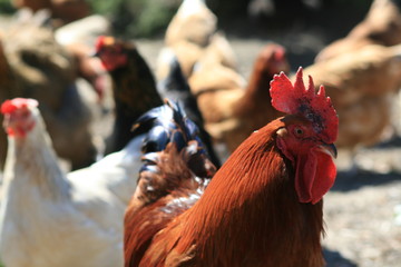 Hahn mit Hühner im Hintergrund