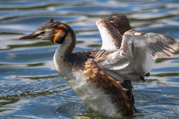 great crested grebe