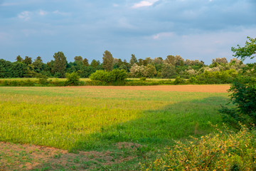 Green field with young corn at sunset