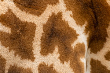 giraffes profiles drawings