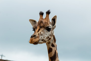 giraffes profiles drawings