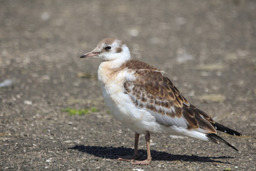 gull