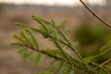 Spruce branch with green needles