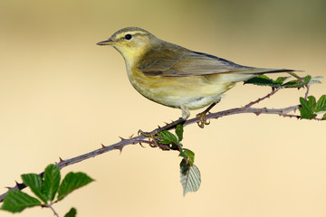 Phylloscopus trochilus, Willow Warbler perched on a branch. Migratory insectivorous bird. Spain. Europe.