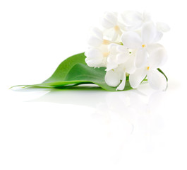 Fototapeta na wymiar White lilac flower.