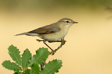 Phylloscopus trochilus, Willow Warbler perched on a branch. Migratory insectivorous bird. Spain. Europe.