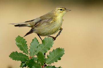 Phylloscopus trochilus, Willow Warbler perched on a branch. Migratory insectivorous bird. Spain. Europe.