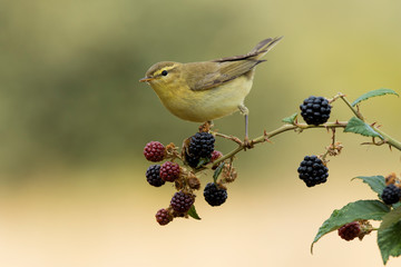 Phylloscopus trochilus, Willow Warbler perched on a branch. Migratory insectivorous bird. Spain. Europe. © J.C.Salvadores