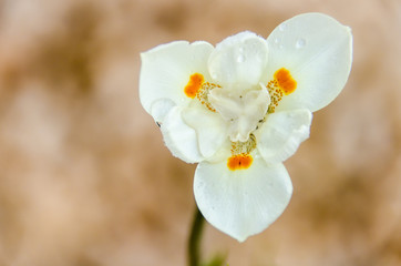 Iris Japanica decorative exotic flower from Orient