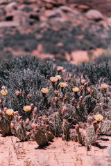 cactus in bloom