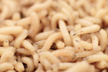 Macro maggots in a container.