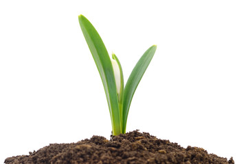 Snowdrop (Galanthus nivalis) on white background