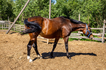 Brown horse in the paddock