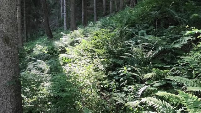 suoni del bosco nelle prealpi di Ledro