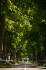 Obraz premium A scenic road between old trees in Europe, green corridor, Region Kaliningrad, Russia