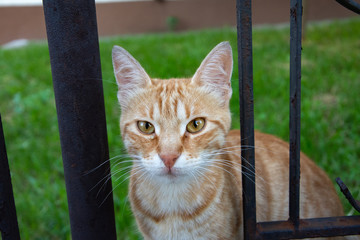 The homeless kitten watching with hope to adopt it